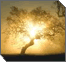 Kabbalah Basics
